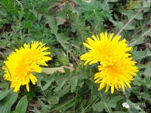 一种野菜治一种病 - 笑看人生 - 笑看人生