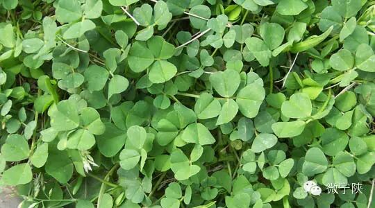 一种野菜治一种病 - 笑看人生 - 笑看人生