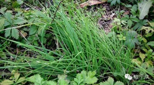 一种野菜治一种病 - 笑看人生 - 笑看人生