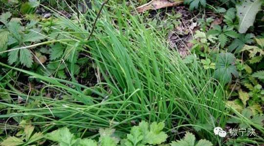 《【转载】一种野菜治一种病》 - 了了 - 聊斋誌矣 一种野菜治一种病 - 吉祥如意 -吉祥如意