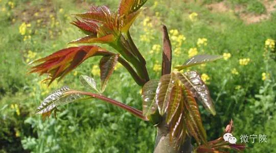 一种野菜治一种病 - 笑看人生 - 笑看人生