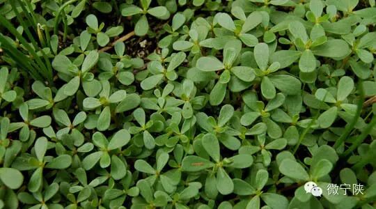 一种野菜治一种病 - 笑看人生 - 笑看人生