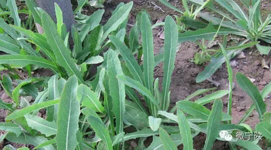 一种野菜治一种病 - 笑看人生 - 笑看人生