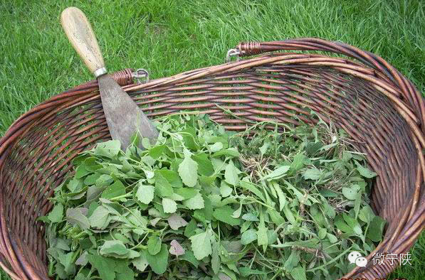 一种野菜治一种病 - 笑看人生 - 笑看人生