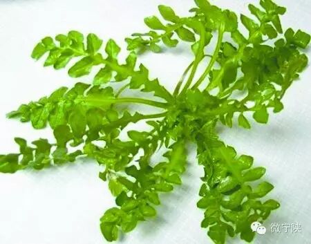 一种野菜治一种病 - 笑看人生 - 笑看人生