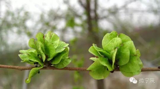 一种野菜治一种病 - 笑看人生 - 笑看人生