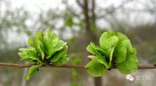 《【转载】一种野菜治一种病》 - 了了 - 聊斋誌矣 一种野菜治一种病 - 吉祥如意 -吉祥如意
