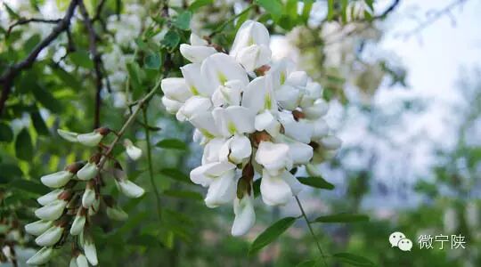 一种野菜治一种病 - 笑看人生 - 笑看人生