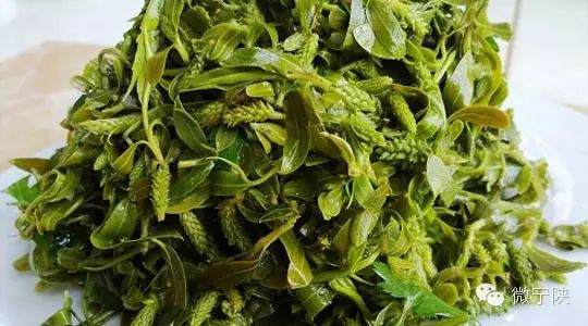 《【转载】一种野菜治一种病》 - 了了 - 聊斋誌矣 一种野菜治一种病 - 吉祥如意 - 吉祥如意