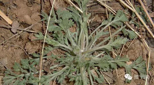 一种野菜治一种病 - 笑看人生 - 笑看人生