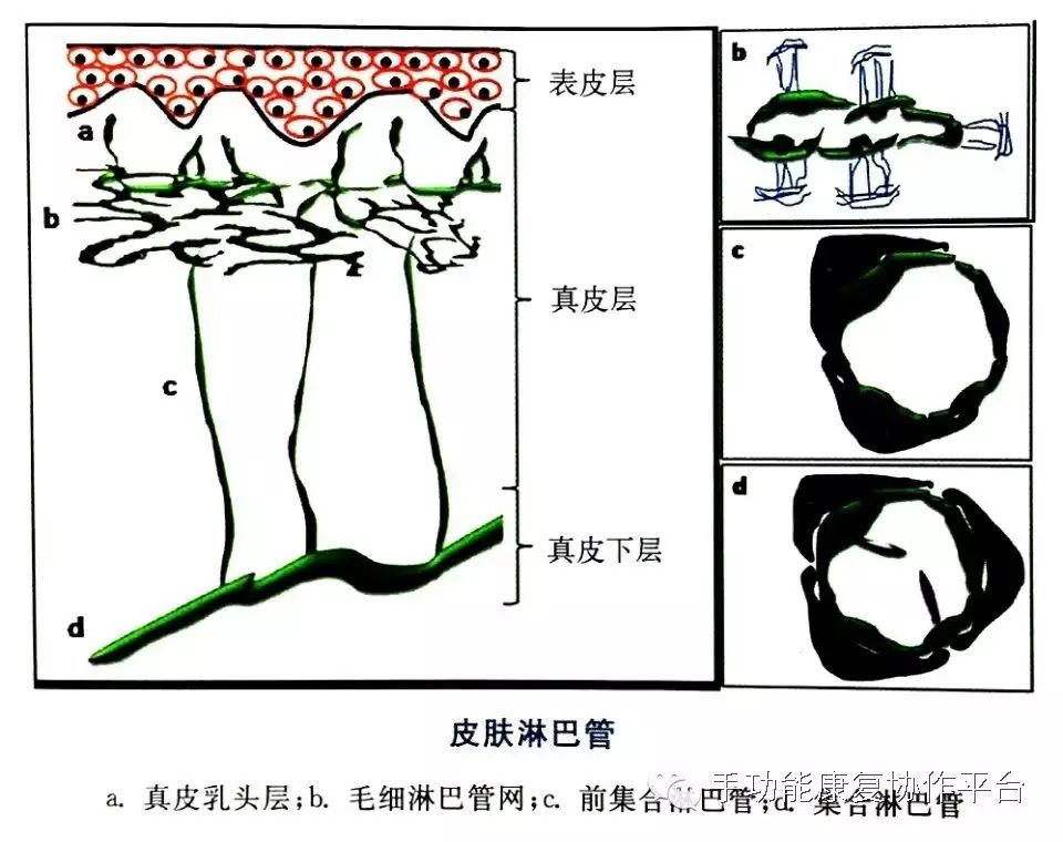 从视频中我们可以看到毛细淋巴管彼此之间吻合成网状结构,起始于组织