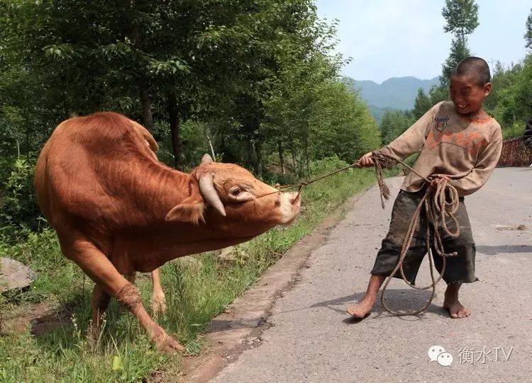 放牛   