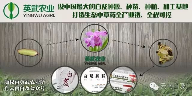 我国名贵中药材有哪些？