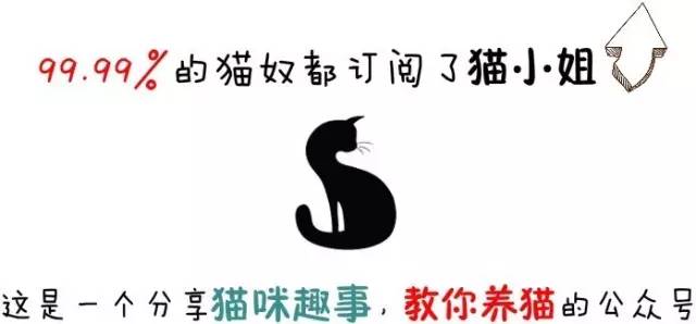 一只陪伴主人生产的喵,怀孕就真的不能养猫吗?