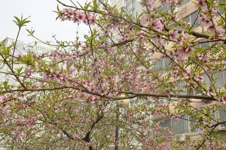 “健康中国梦 祥云好邻居”大型社区健康工程公益活动 