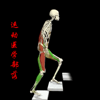 以上动作人体主要参与的肌肉:  躯干肌(global muscles:腹直肌,腹
