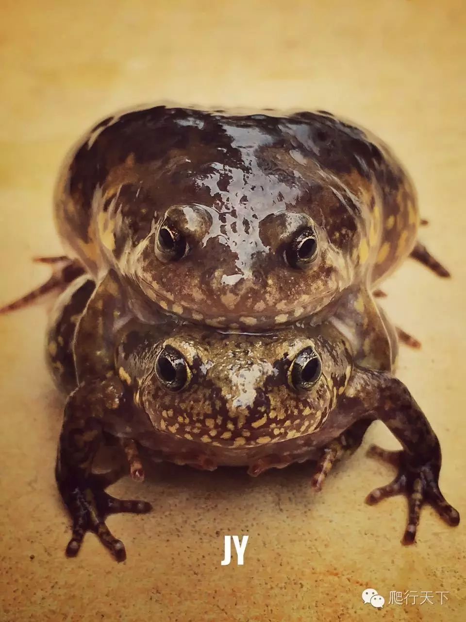 北方狭口蛙在六七月雨季交配繁殖.