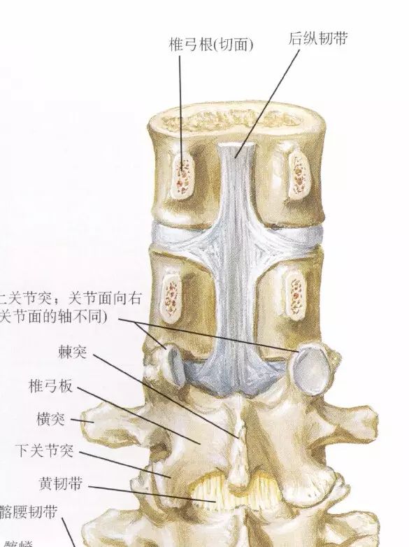说起牵引,就要介绍一下椎间盘的一位小伙伴,后纵韧带(见下图),这位小