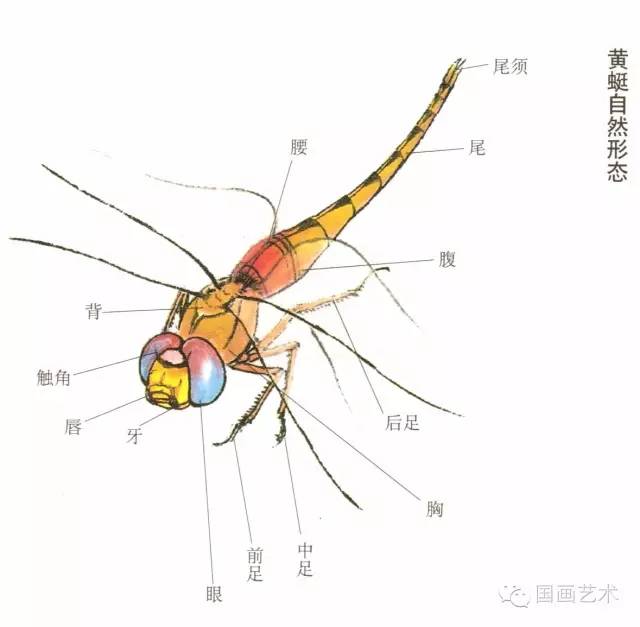 【国画研究】基础教程:蜻蜓的工笔及写意画法