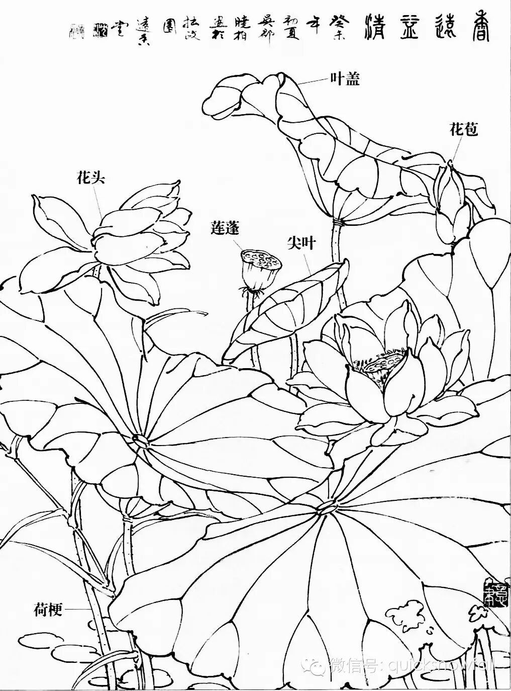 要求画家必须了解花卉的整体特征,生长规律,基本结构和形态,了解其