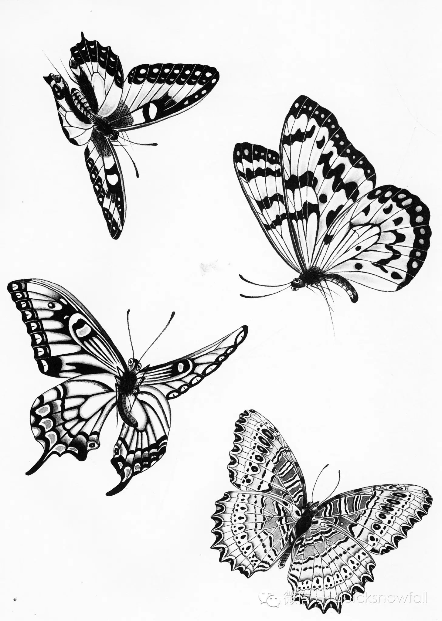 国画基础教程:工笔蝴蝶画法与线描画谱
