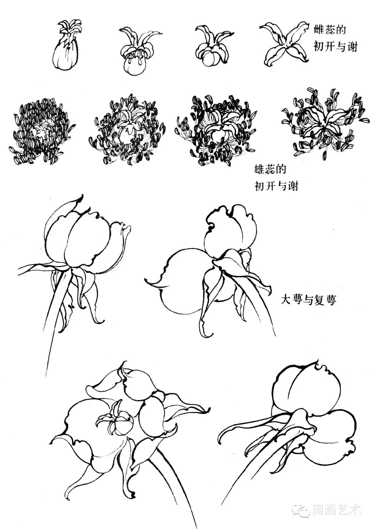 王道中:我怎样画工笔牡丹(上)