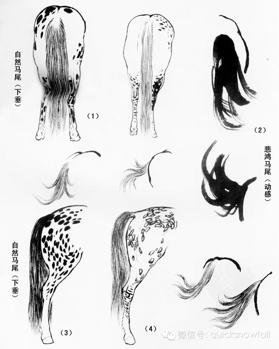 画马超级教程：徐悲鸿画马技法（上篇）