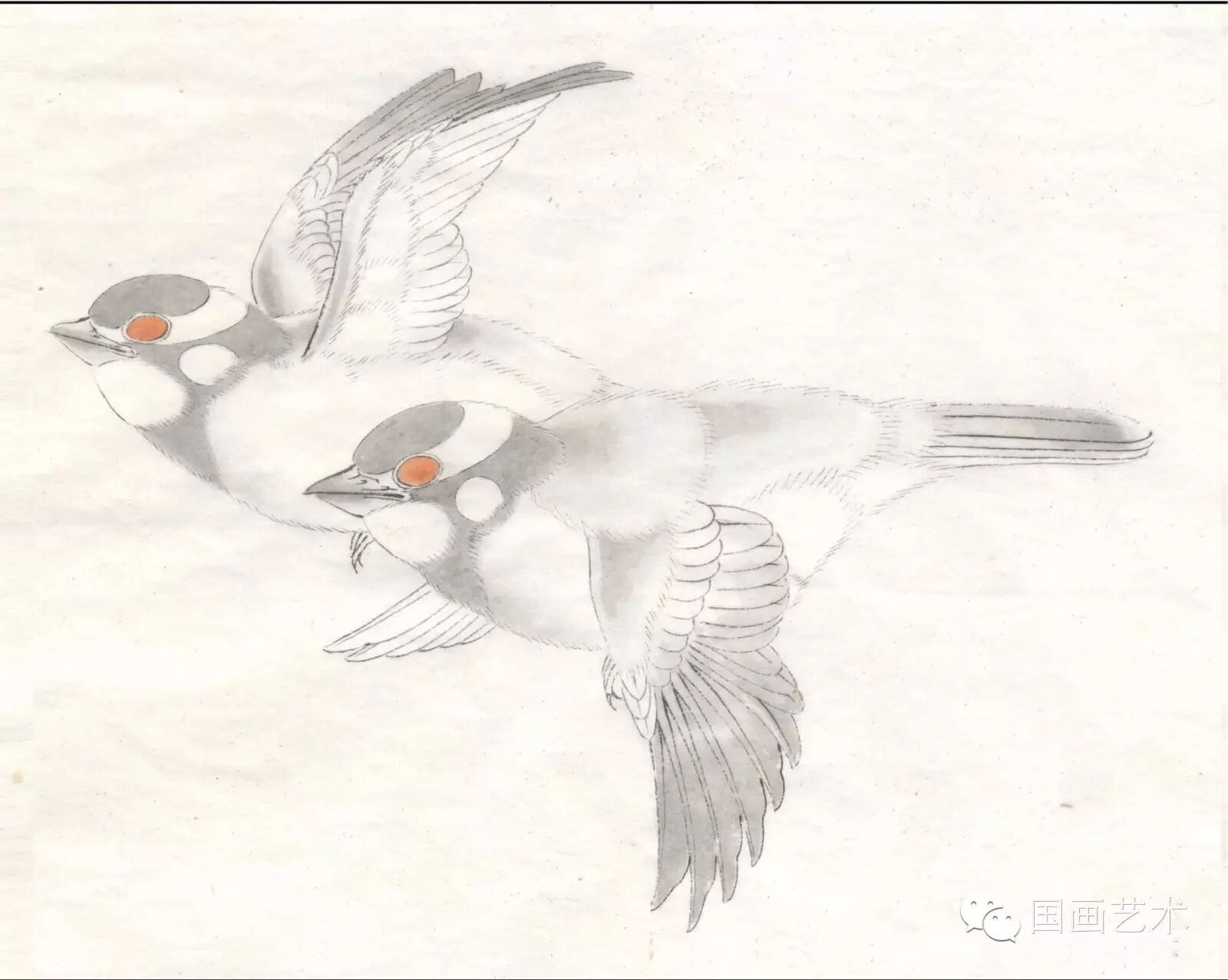 24种鸟类工笔教程