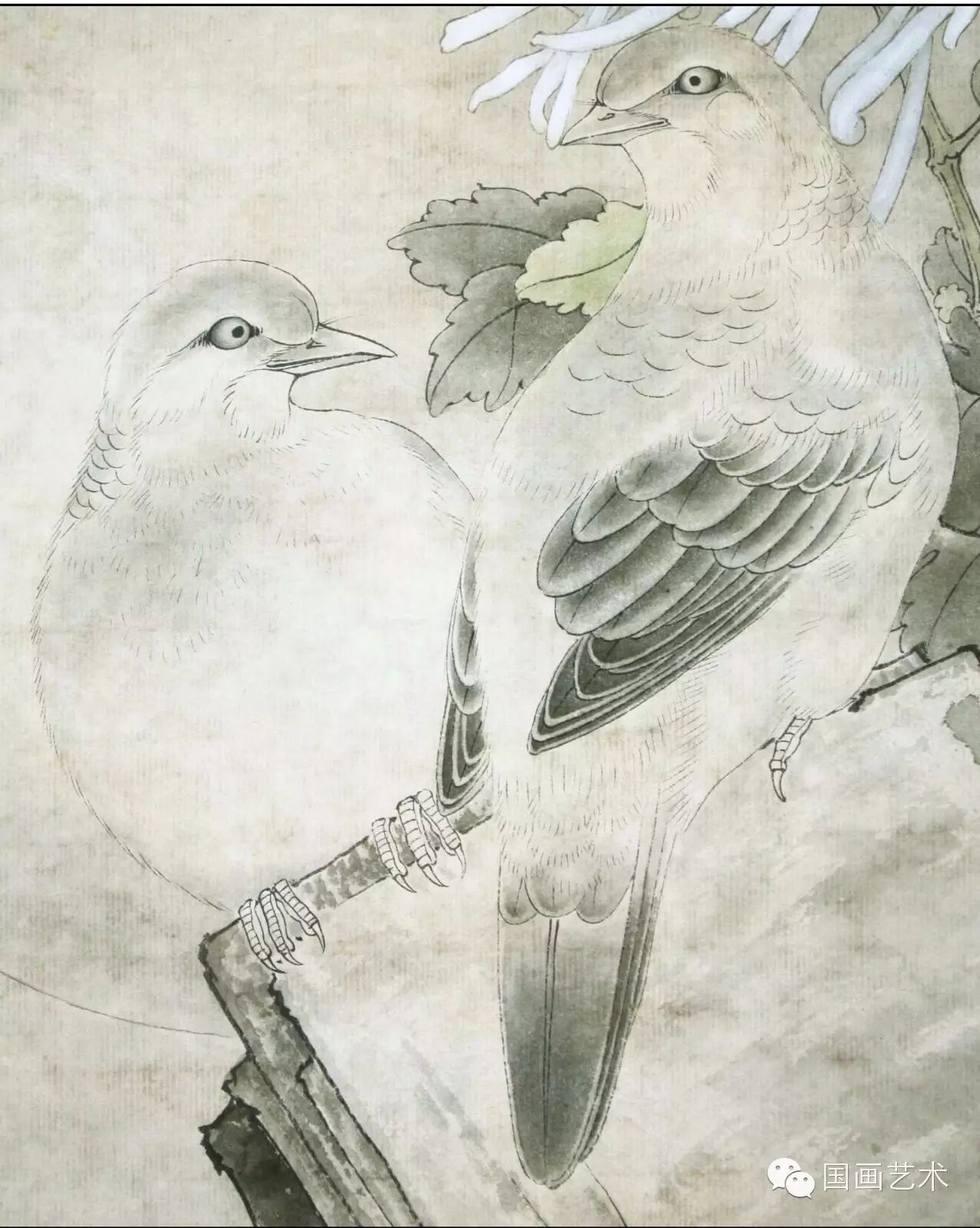 24种鸟类工笔教程