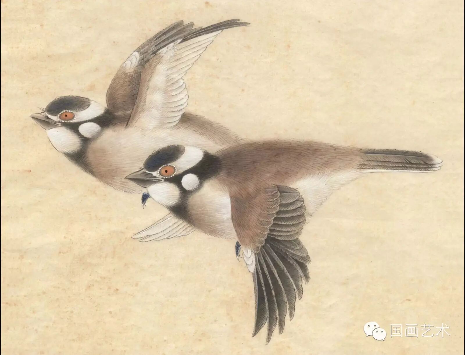 24种鸟类工笔教程