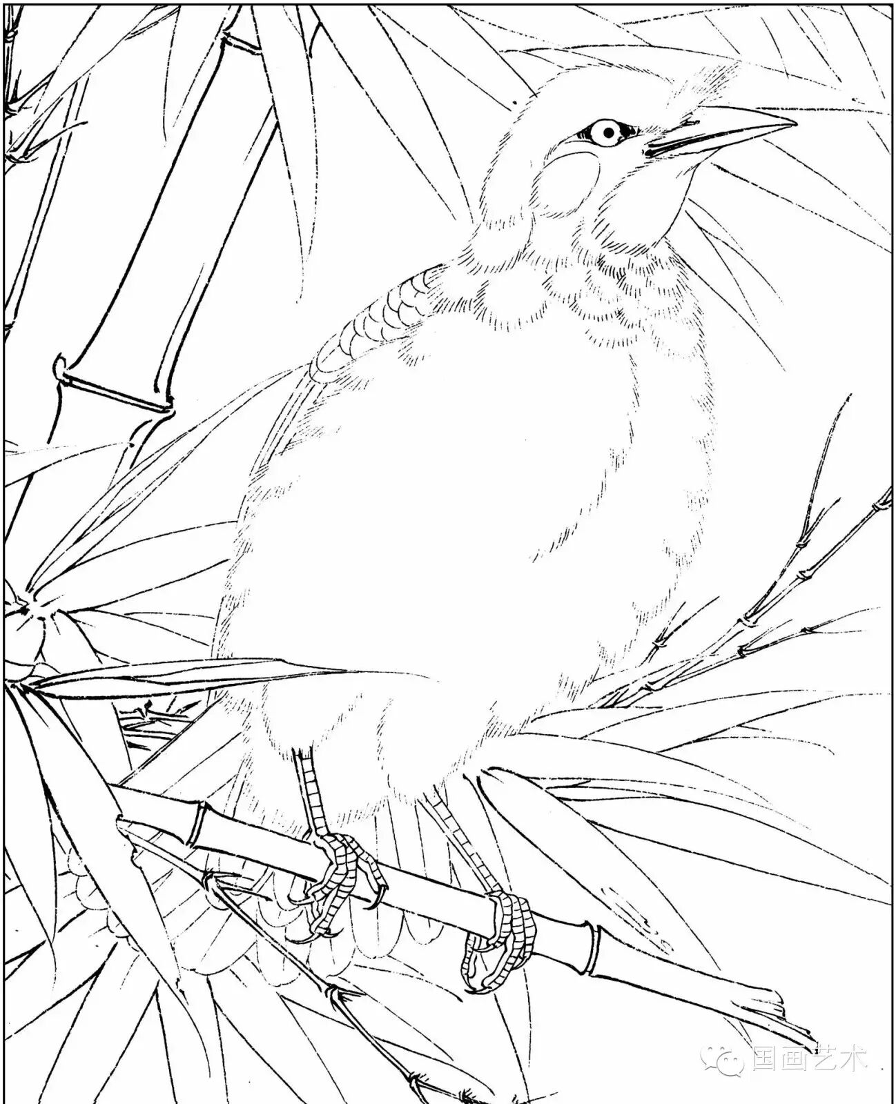 24种鸟类工笔教程