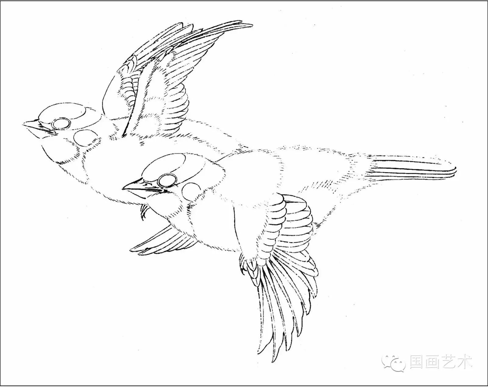 24种鸟类工笔教程