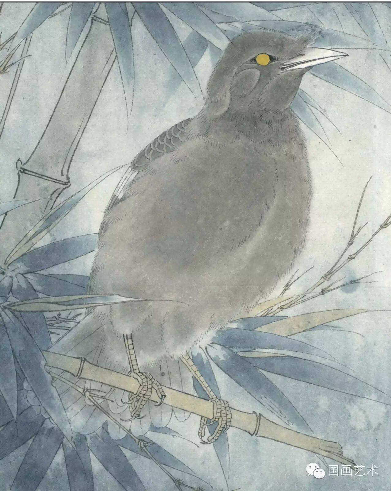 24种鸟类工笔教程