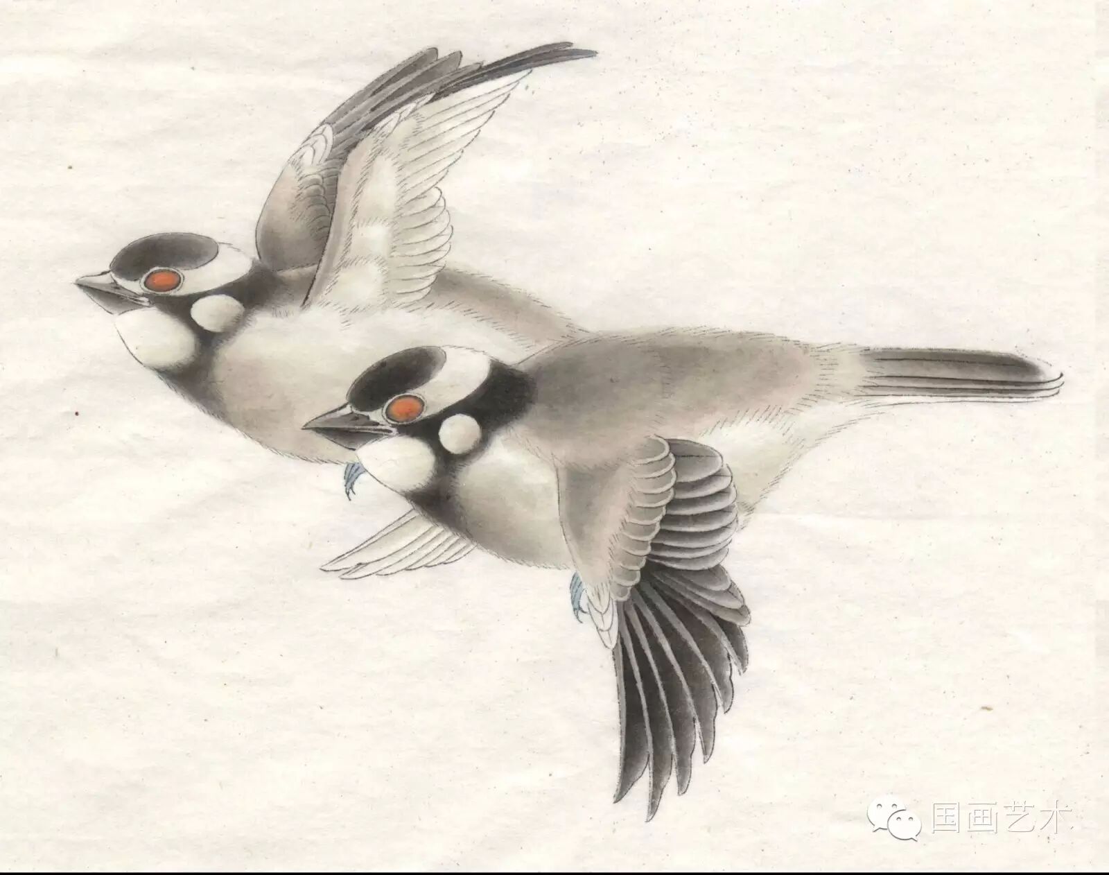 24种鸟类工笔教程