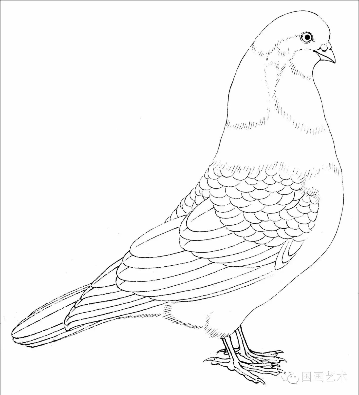 24种鸟类工笔教程