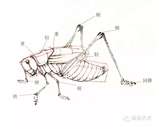 国画研究基础教程蝈蝈的工笔及写意画法