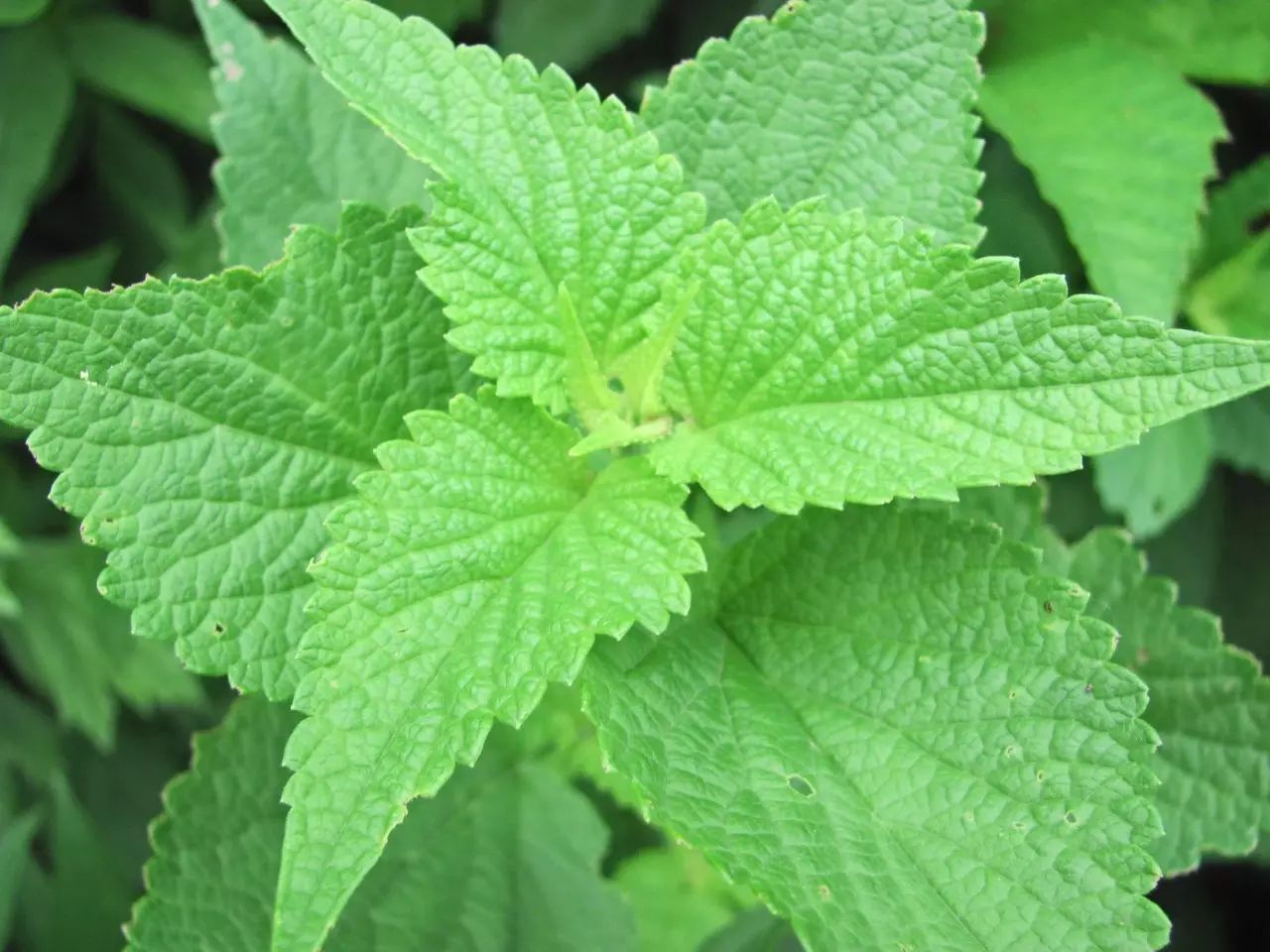 植物还能驱赶小强蚊蚁?说你没文化吧