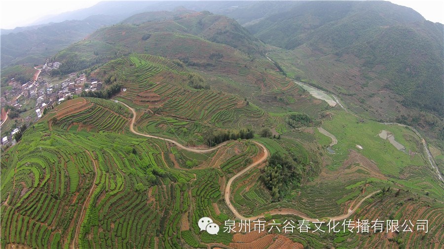 航拍铁观音原产地—西坪镇平原村