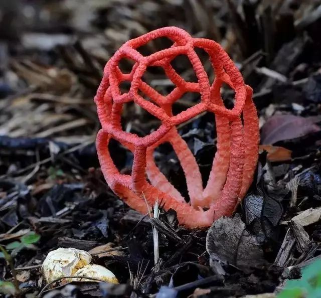 这些 野生蘑菇(野生菌) 看看你认识不认识