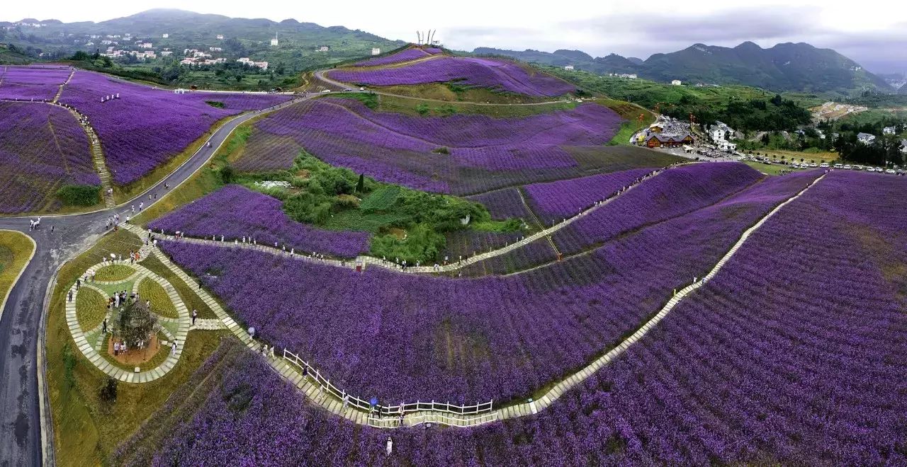 6公里紫薇长廊,遵义"黔北花海"太美了!