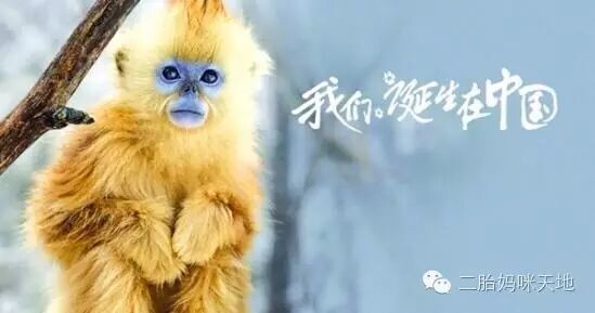 荐片|大熊猫、金丝猴、雪豹萌化二胎哥哥,我们仿佛走进自己的世界!-怀孕期