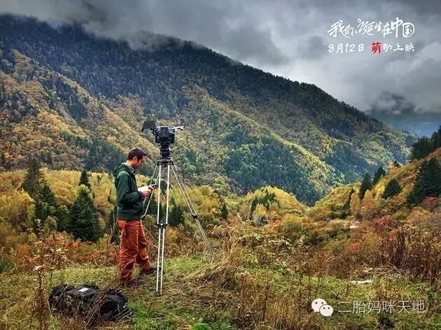 荐片|大熊猫、金丝猴、雪豹萌化二胎哥哥,我们仿佛走进自己的世界!-怀孕期