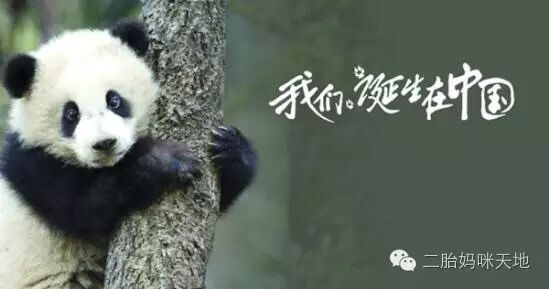 荐片|大熊猫、金丝猴、雪豹萌化二胎哥哥,我们仿佛走进自己的世界!-怀孕期