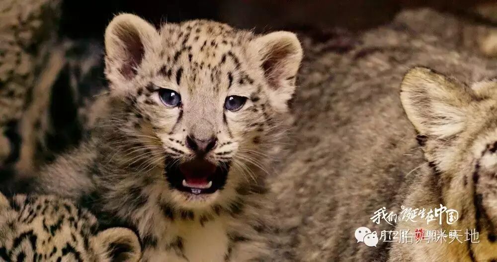 荐片|大熊猫、金丝猴、雪豹萌化二胎哥哥,我们仿佛走进自己的世界!-怀孕期