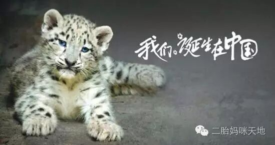 荐片|大熊猫、金丝猴、雪豹萌化二胎哥哥,我们仿佛走进自己的世界!-怀孕期