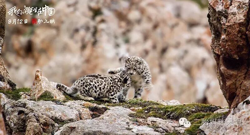 荐片|大熊猫、金丝猴、雪豹萌化二胎哥哥,我们仿佛走进自己的世界!-怀孕期