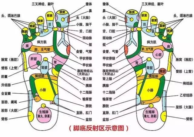 魔力鞋通过鞋底,鞋帮 中药 药力加超能磁磁力 刺激脚底64个穴位和 66