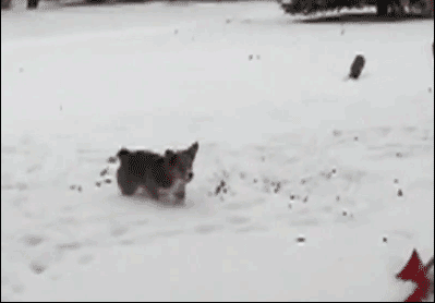 奔波儿灞与灞波儿