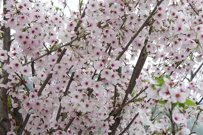 http://mmbiz.qpic.cn/mmbiz/ibeMbUQRqOe9lRgEHPgkX24cibP05nCxPDhgZ0Zs46FciabTibIEzeSXy1PuOICu3tfXdnqlbUypAjzCtMFw9o9J2w/0