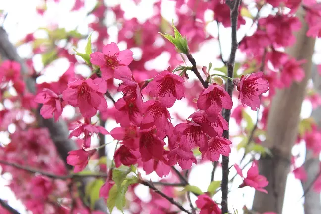 http://mmbiz.qpic.cn/mmbiz/ibeMbUQRqOe9lRgEHPgkX24cibP05nCxPDqtKPzRLDPNYbgqXbnm9QAtqasydZsT03E8SQCpcQHiaU7A76o50LmHg/0
